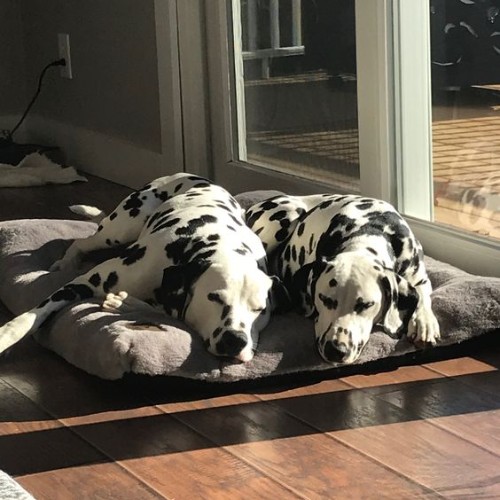 Hai chú chó Dalmatian nằm nghỉ trên thảm cạnh cửa sổ trong ánh nắng.