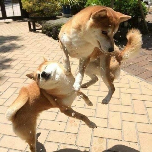 Hai chú chó Shiba Inu chơi đùa năng động ngoài trời.