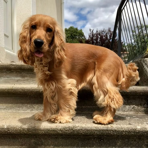 Chó Cocker Spaniel lông vàng óng, thân hình gọn gàng, thông minh và dễ huấn luyện