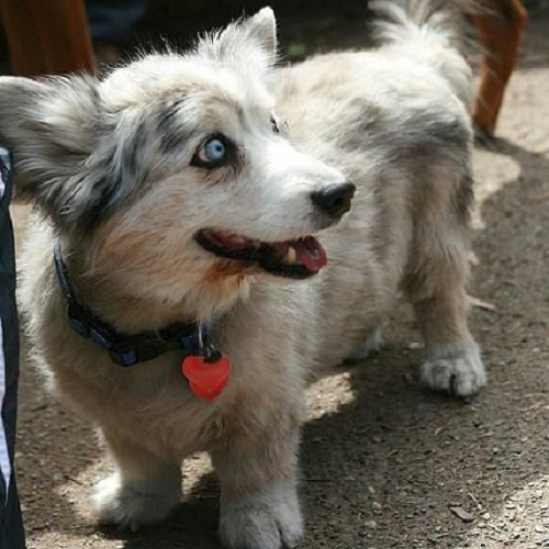 Chó Husky lai Corgi chân ngắn lông xám trắng, mắt xanh, nhìn nghiêng dễ thương