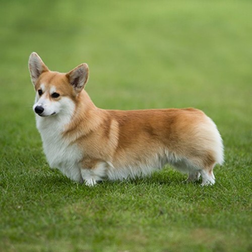 Chó Corgi lông vàng trắng nhập khẩu từ châu Âu, đứng trên bãi cỏ.