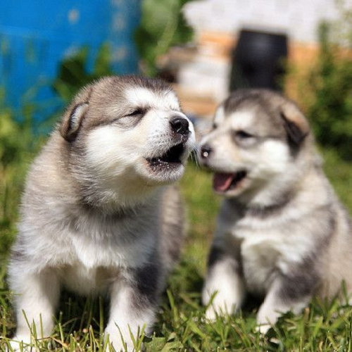 Chó Alaska Malamute 1 tháng tuổi dễ thương, đang phát triển tại Chomeocanh.com.