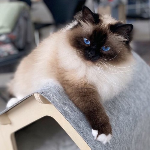 Mèo Birman Miến Điện với đôi mắt xanh và bộ lông nâu đất đặc trưng.