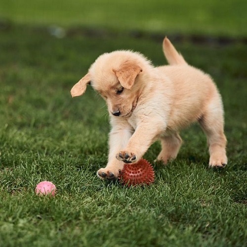 Chó Golden Retriever Mỹ con chơi bóng năng động trên bãi cỏ tại chomeocanh.com