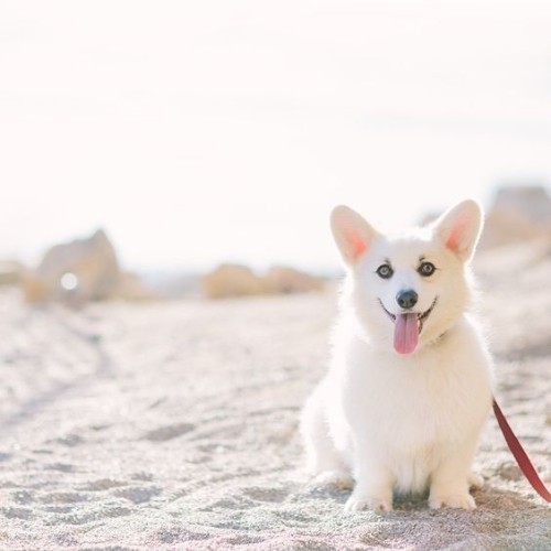 Chú chó Corgi lông trắng đáng yêu trên nền cát dưới ánh sáng tự nhiên.