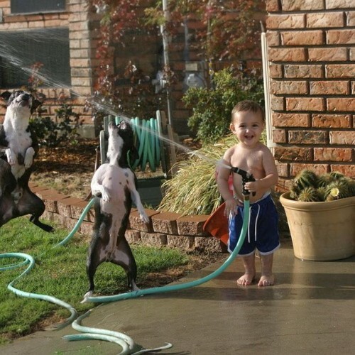 Bé trai chơi đùa cùng hai chú chó Boston Terrier với vòi phun nước.