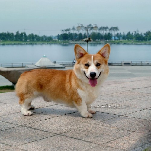 Chó Corgi 9 tháng tuổi khỏe mạnh tại Chomeocanh.com.