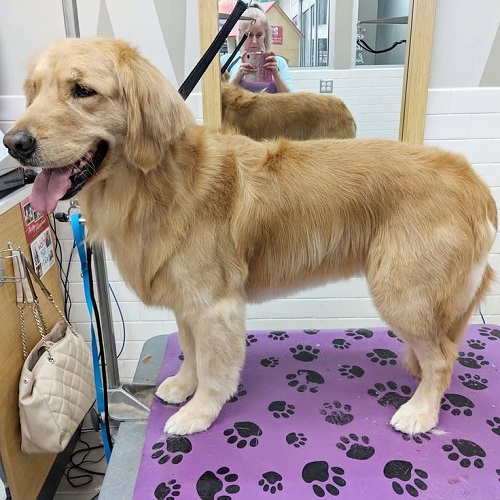 Golden Retriever lông ngắn đang được chải chuốt tại tiệm grooming