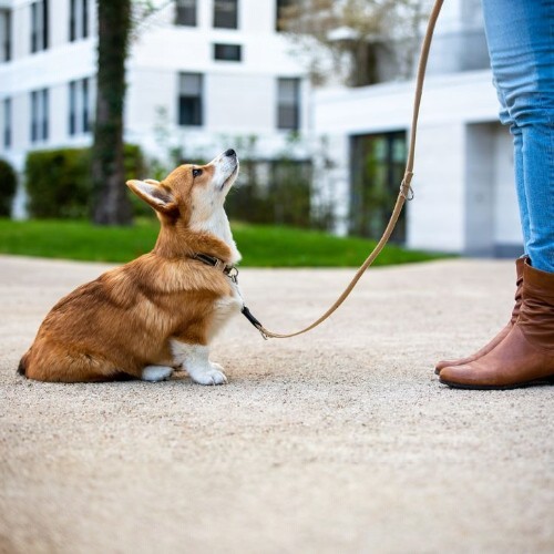 Chú chó Corgi đeo dây xích, ngồi ngoan nhìn chủ nhân ở công viên.