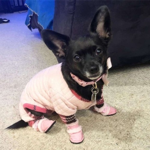 Chó Corgi lai Chihuahua mặc đồ dễ thương, gợi ý về các vấn đề sức khỏe thường gặp.
