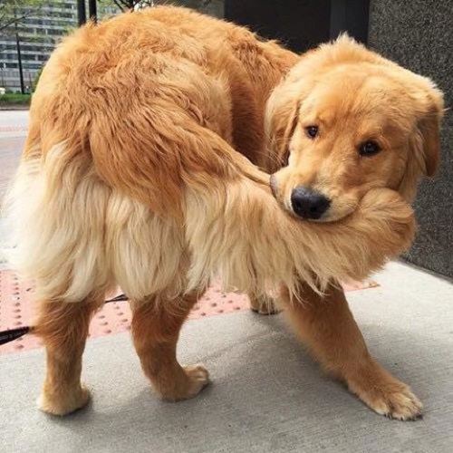 Chó Golden trưởng thành cắn đuôi mình, dáng vẻ năng động và ngộ nghĩnh