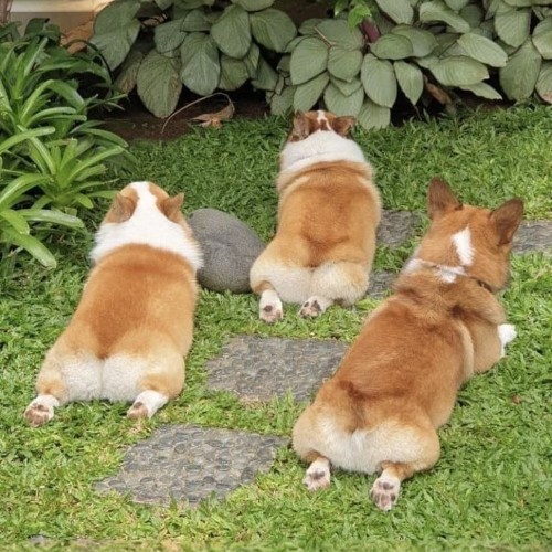 Ba chú chó Pembroke Corgi đang nằm trên bãi cỏ, lộ phần mông trái tim đặc trưng.