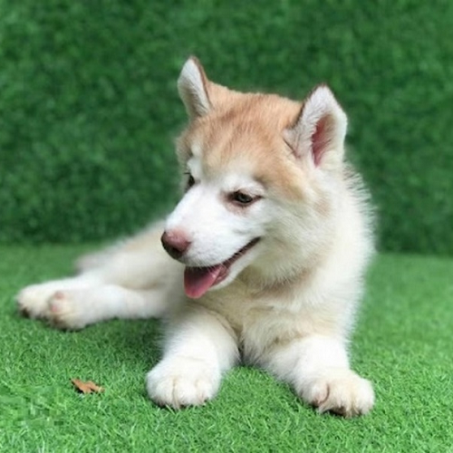 Chó Husky vàng lai nằm thư giãn trên thảm cỏ nhân tạo