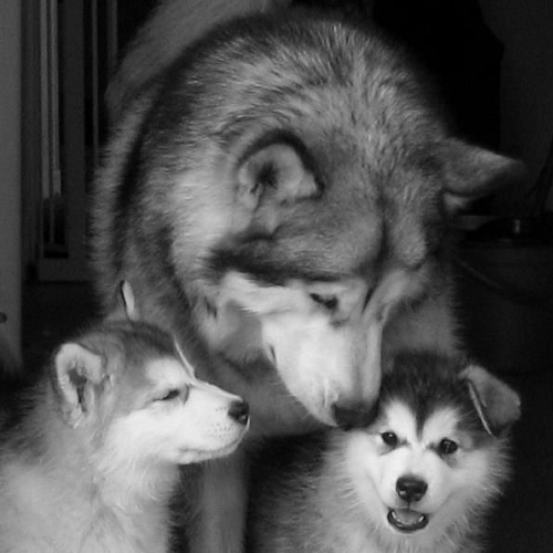 Chó Alaska Malamute 1 tháng tuổi bú mẹ, cần chăm sóc dinh dưỡng đúng cách.