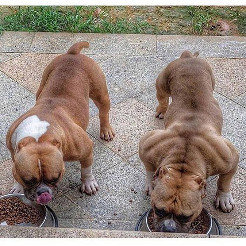Hai chó Bully cơ bắp đang ăn thức ăn hạt cao cấp hỗ trợ phát triển thể chất