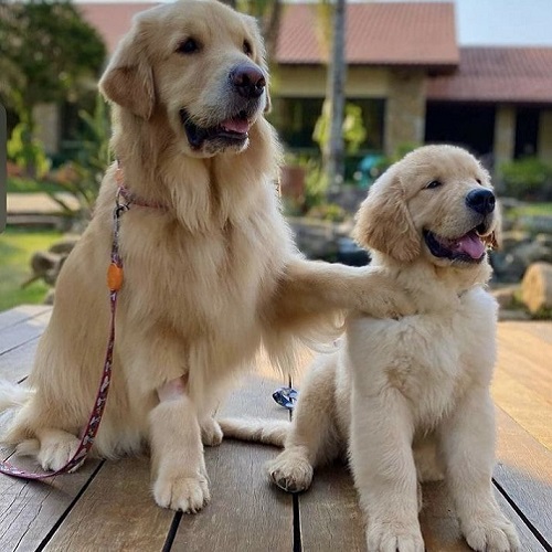Chó Golden trưởng thành đặt chân lên vai chó con, cả hai đều có bộ lông vàng óng mượt