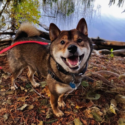 Chó Shiba Inu màu vừng với biểu cảm vui vẻ trong khu rừng.