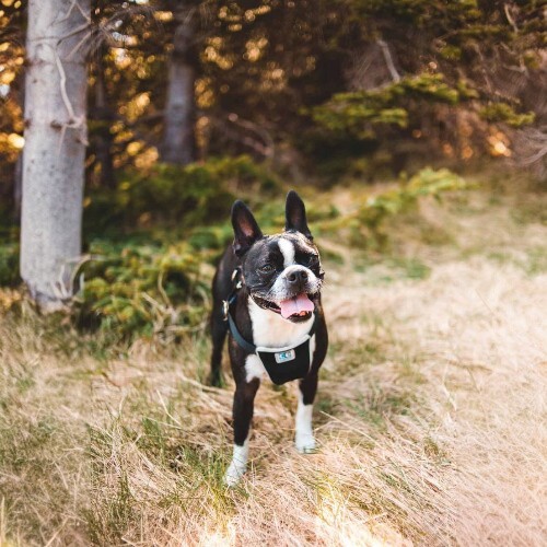 Chó Boston Terrier đứng trong khu rừng, nổi bật với thân hình nhỏ nhắn và bộ lông tuxedo.