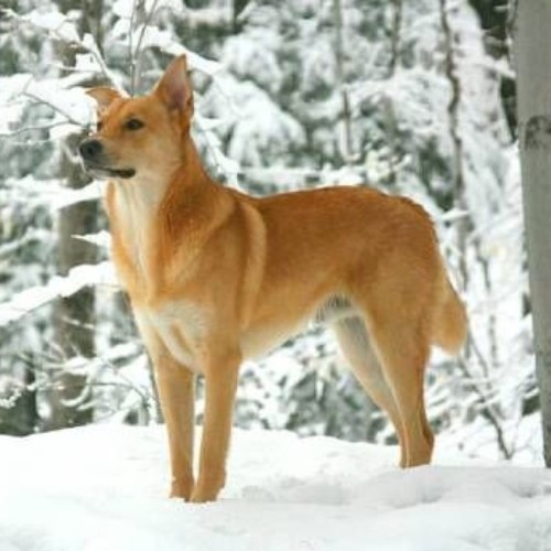 Chó Chinook đứng trong rừng tuyết, thân hình săn chắc, lông màu nâu vàng ấm áp.