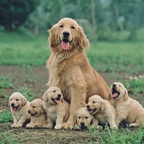 Chó Golden mẹ trưởng thành cùng đàn con nhỏ đáng yêu trên bãi cỏ xanh