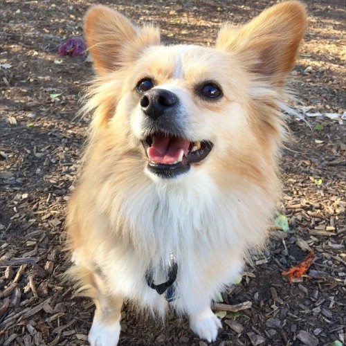 Chó Phốc Sóc lai Corgi với bộ lông xù và đôi tai dựng đáng yêu.