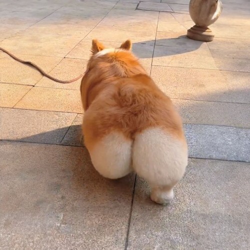Chó Corgi Pembroke trưởng thành với chiếc mông to tròn, đuôi ngắn tự nhiên