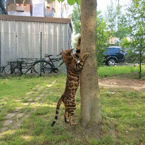 Mèo Bengal đang cào móng trên thân cây trong khu vườn xanh mát.