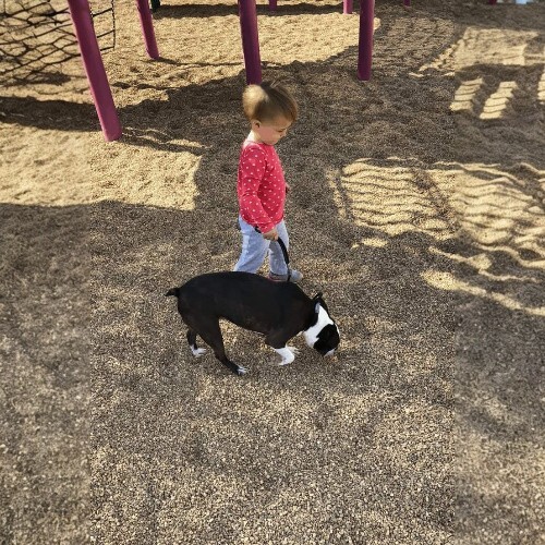Bé gái dắt chó Boston Terrier đi dạo tại sân chơi ngoài trời.