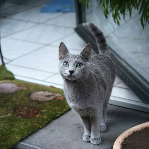 Mèo Russian Blue lông xám mượt, mắt xanh biếc, đứng trong sân vườn gần cửa kính, dáng vẻ tò mò.