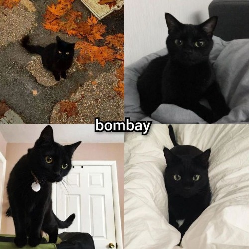 Bốn chú mèo Bombay với bộ lông đen tuyền bóng mượt, đôi mắt to tròn đầy sức hút.