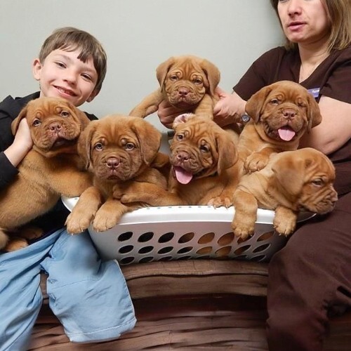 Những chú chó con Dogue de Bordeaux thuần chủng đang ngồi trong rổ nhựa.