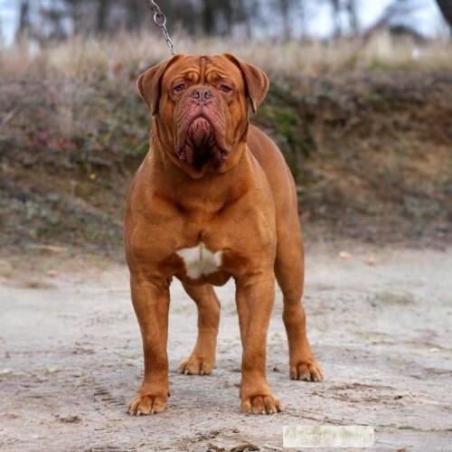 Chó Ngao Pháp Dogue de Bordeaux lông nâu đỏ đứng oai vệ trên nền đất.