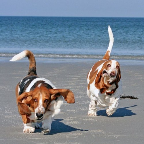 Hai chú chó Basset Hound vui đùa trên bãi biển với vẻ ngoài đặc trưng.