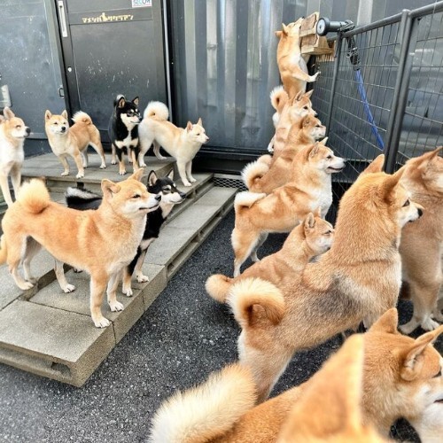 Đàn chó Shiba Inu nhiều màu sắc đang tụ tập trước cổng.