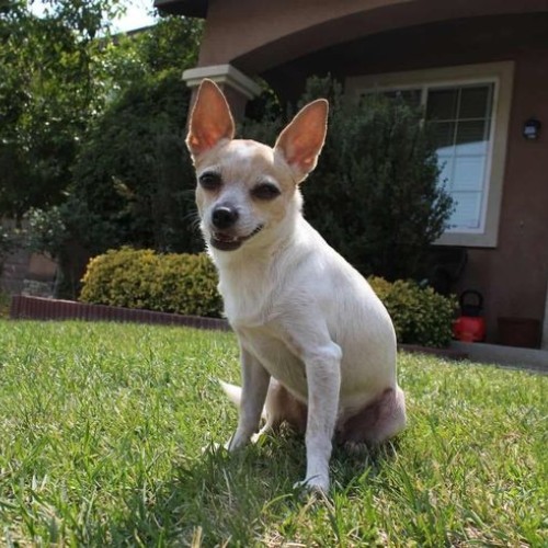 Chó Corgi lai Chihuahua ngồi trên bãi cỏ, phù hợp với môi trường sống gia đình.