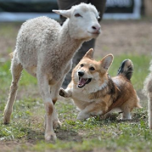 Chó Corgi đang chăn cừu trên đồng cỏ