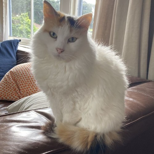 Mèo Turkish Van lông dài trắng mượt, điểm nhấn đốm màu ở tai và đuôi, quý hiếm từ Thổ Nhĩ Kỳ