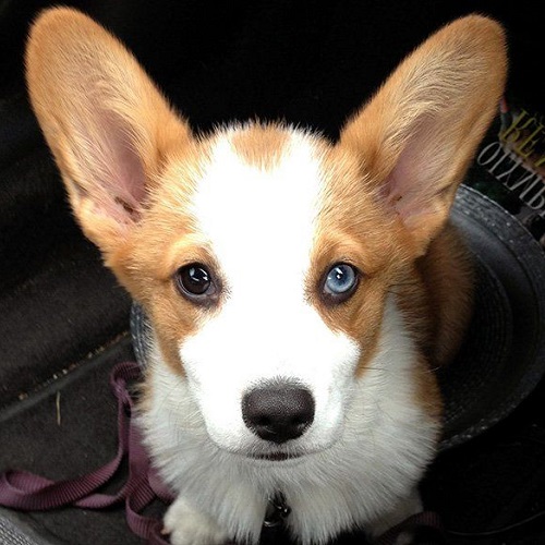 Chó Corgi 2 màu mắt đẹp hiếm gặp, giá cao