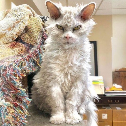 Mèo Selkirk Rex lông xoăn màu trắng xám, ngồi trên kệ vải, vẻ mặt nghiêm nghị.