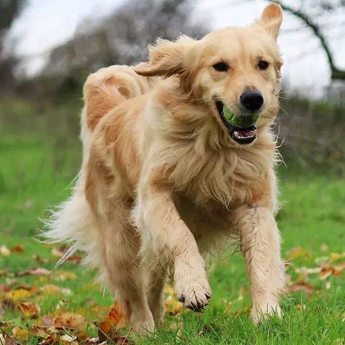Chó Golden Retriever đang chạy vui vẻ ngoài đồng cỏ, ngậm quả bóng trong miệng