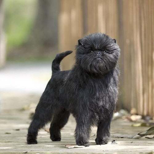 Chó Affenpinscher nhỏ bé với diện mạo giống khỉ và tính cách năng động.