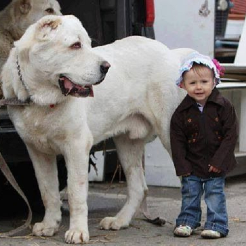 Chó Alabai trắng lớn đứng cạnh em bé đáng yêu