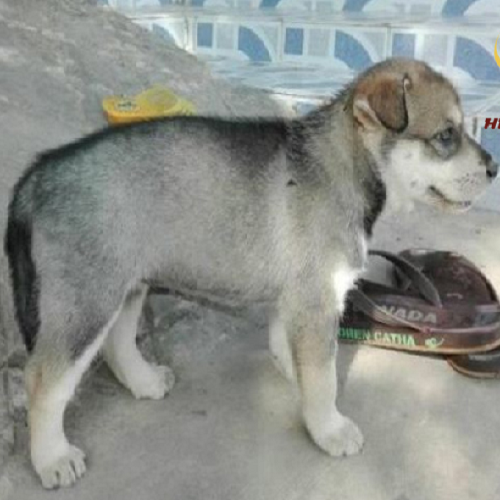 Chó Alaska lai chó cỏ Việt Nam ngoại hình đặc biệt