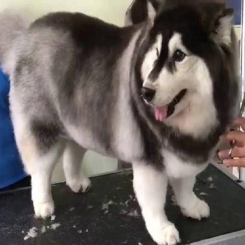 Chó Alaska lai Corgi lùn mập đang đứng trên bàn