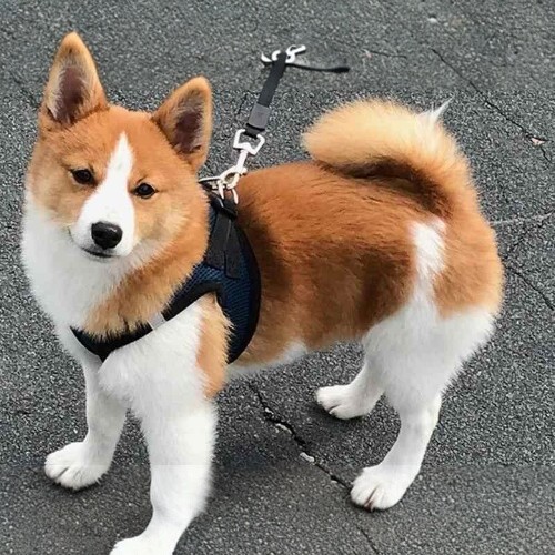 Chó Shiba Inu lai Corgi màu vàng trắng, dáng nhỏ nhắn, mặc dây đai dẫn đi dạo.