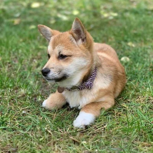 Chó Shiba Inu chân ngắn nằm trên cỏ, bộ lông vàng trắng, dáng vẻ hiền lành và đáng yêu.