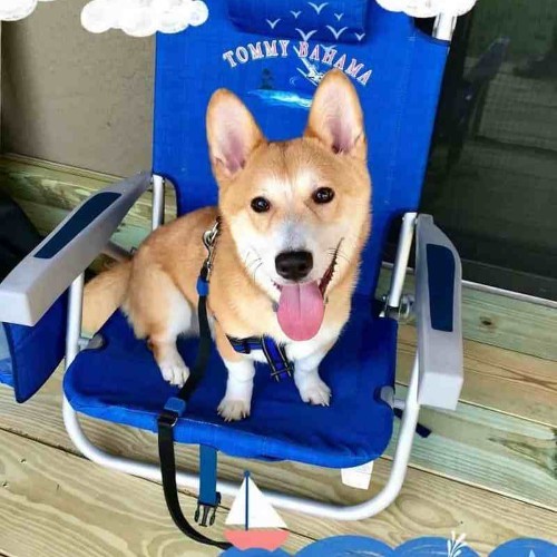 Chó Shiba Inu lai Corgi ngồi trên ghế xanh, lưỡi thè ra, dáng vẻ vui tươi và đáng yêu.