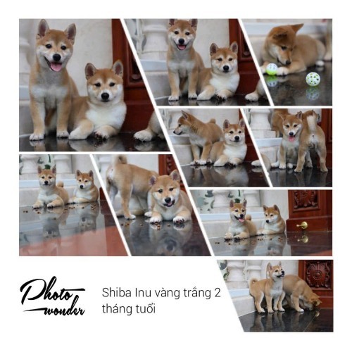 Những chú Shiba Inu vàng trắng 2 tháng tuổi chơi đùa và nằm thư giãn.