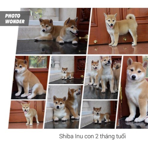 Chó con Shiba Inu 2 tháng tuổi với dáng vẻ cân đối và gương mặt đáng yêu.