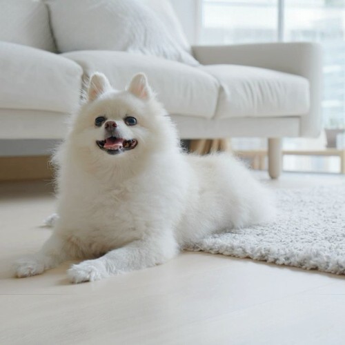 Chó Phốc Sóc khổng lồ nằm trên thảm trắng trong phòng khách sáng sủa.